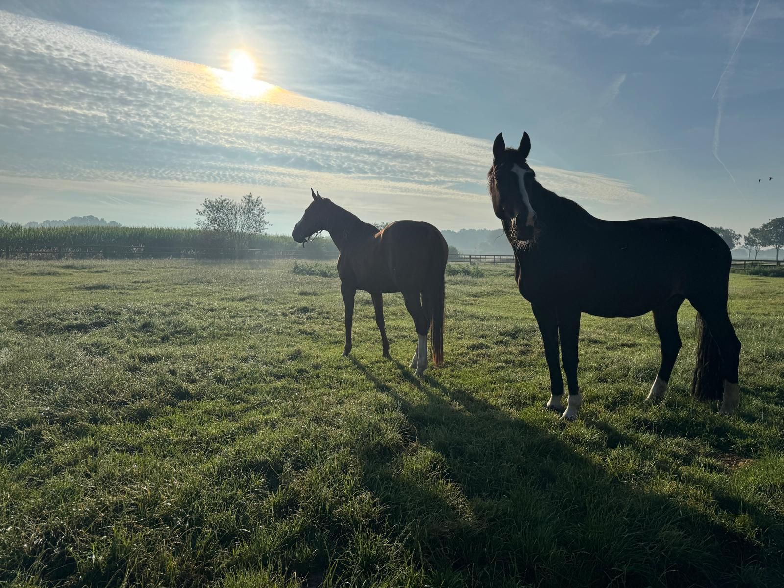 Paarden bij zonsopgang