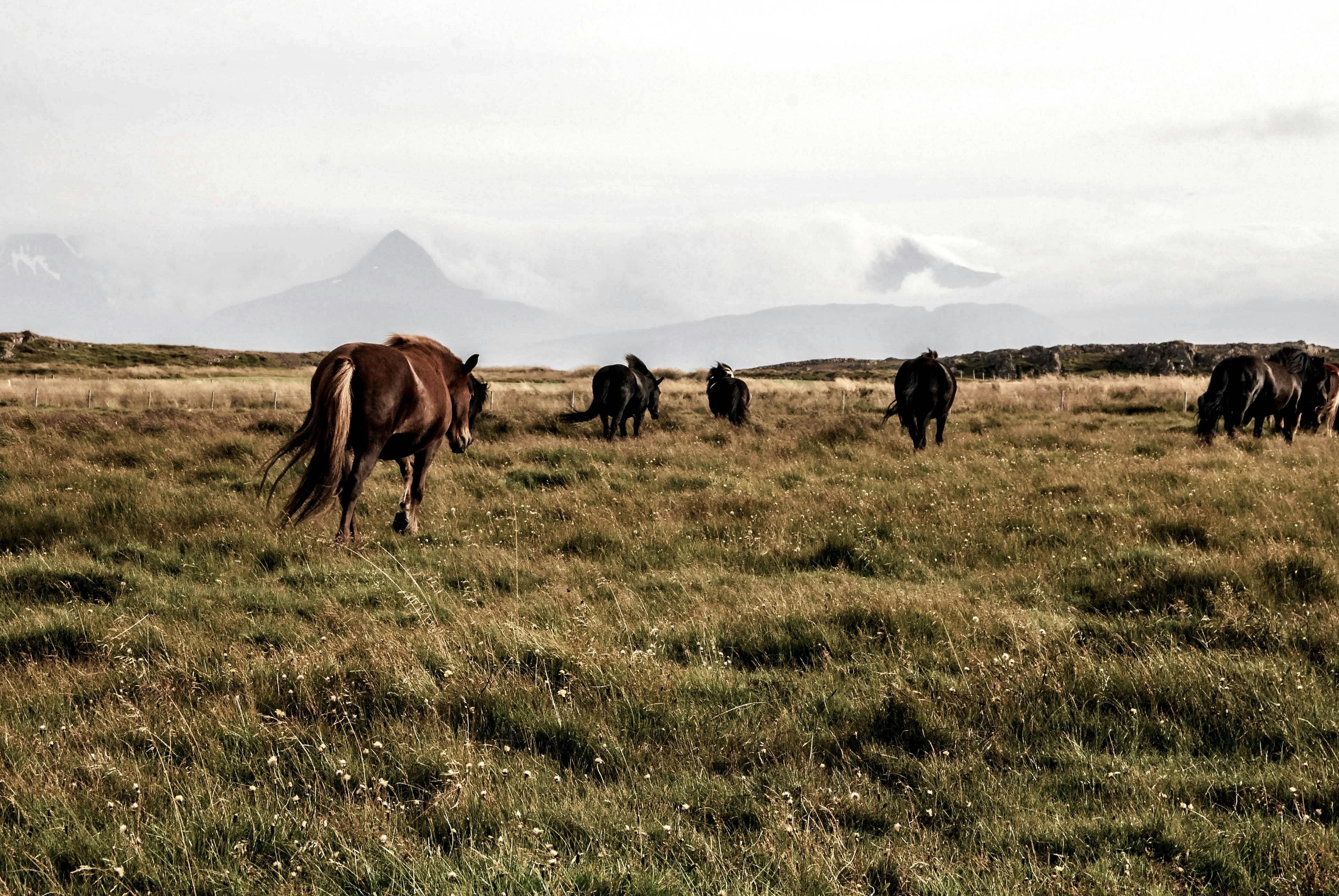 Horses in pasture