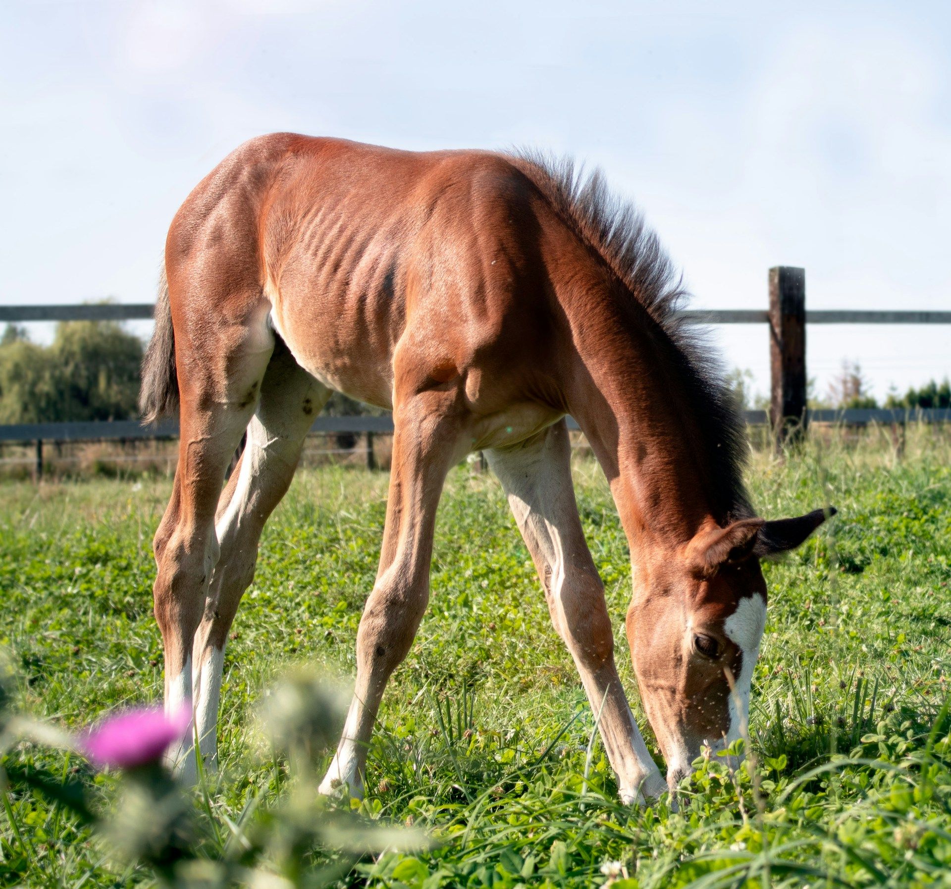 Paard liggend in het veld