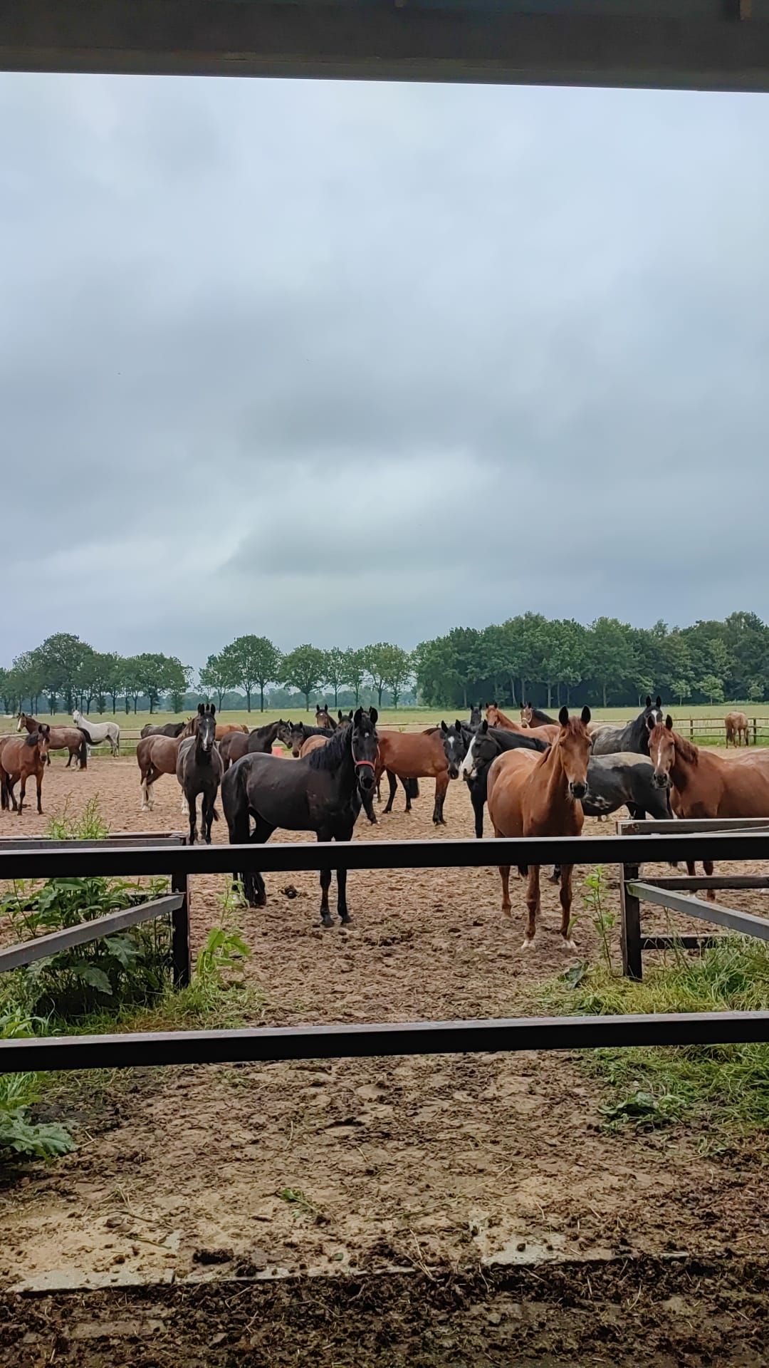 Paarden in het veld